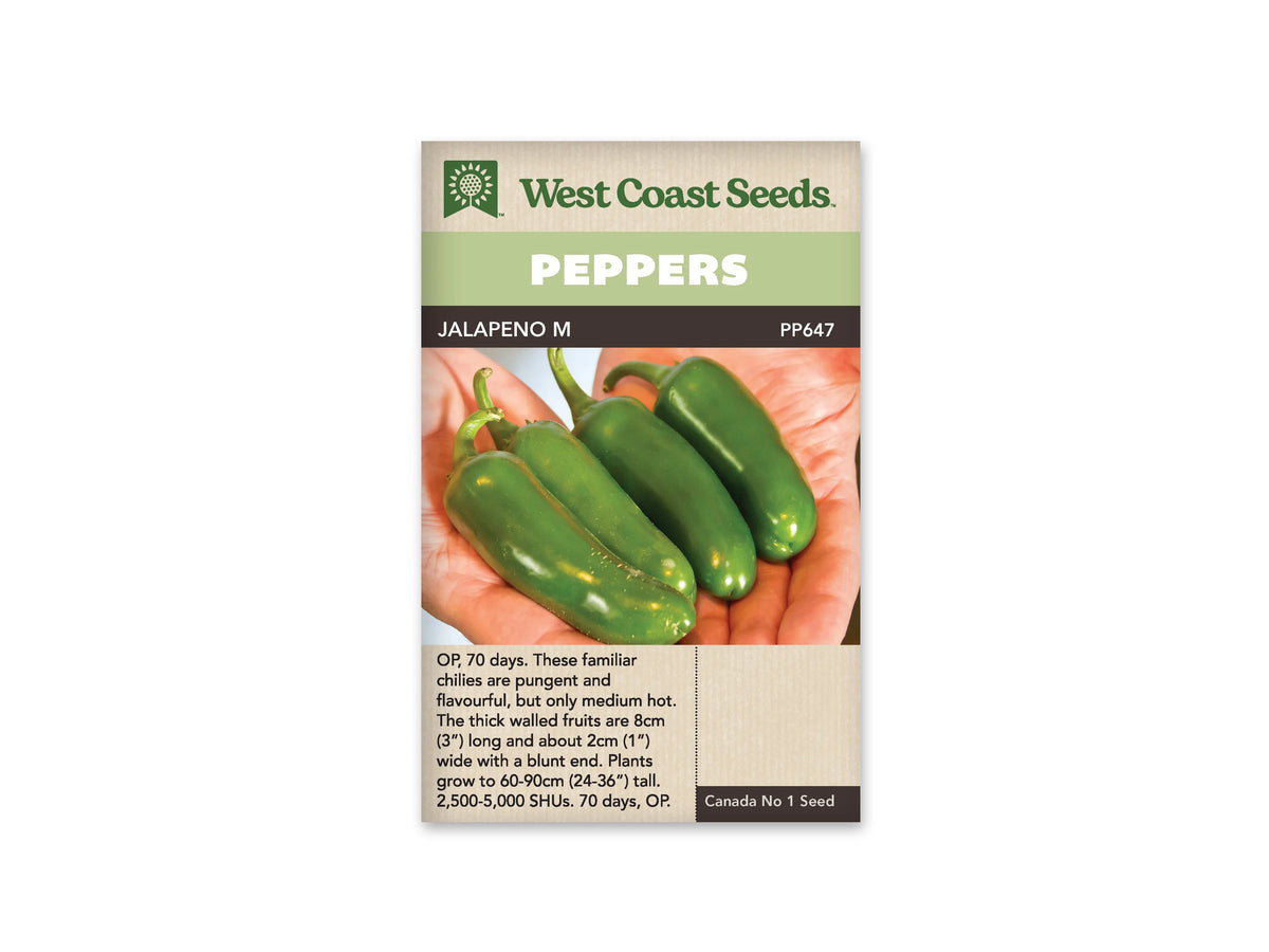 Sachet West Coast Seeds de piment Jalapeno M avec bandeau vert et nom sur une ligne foncée. La photo montre plusieurs fruits verts brillants, trapus et allongés, déposés dans deux mains ouvertes. Leurs pédoncules verts sont visibles et leurs bouts sont arrondis. Un bloc de texte descriptif apparaît au bas du sachet beige.