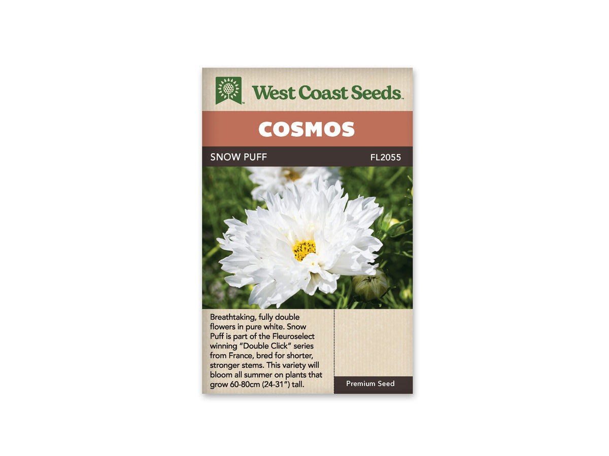 Sachet Snow Puff de West Coast Seeds sur fond blanc. La photo montre une grande fleur blanche aux nombreux pétales superposés et légèrement froissés, autour d’un centre jaune visible. Un bouton vert et du feuillage fin apparaissent à côté. Le bandeau orangé indique Cosmos; Snow Puff et la référence FL2055 se lisent dans la bande brune.