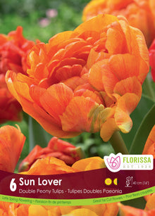 Sun Lover Tulip