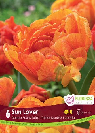 Tulipe Sun Lover ( Tulipa ) : une tulipe double orange aux pétales nombreux. Le visuel Florissa présente la plante et son nom dans la partie inférieure de l’étiquette. La photographie occupe presque toute la surface, tandis que le bandeau du bas rassemble les indications du produit. Cette vue permet de reconnaître son apparence et de distinguer la variété présentée.