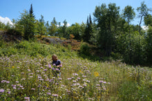 Image officielle 13 de Mélange de fleurs sauvages facile à cultiver, semences à créer.