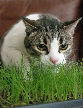 Un chat blanc et tigré gris approche son museau rose d'une touffe dense de jeunes herbes vertes. Ses yeux jaunes et ses longues moustaches sont visibles au premier plan. Les brins poussent dans un bac sombre dont le rebord apparaît au bas de la photo. L'arrière-plan brun reste flou, mettant en valeur le chat et la verdure.