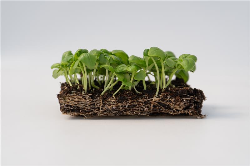 Micropousses de basilic présentées sur une petite motte rectangulaire de terreau, devant un fond gris clair. Les tiges fines et pâles portent des feuilles vertes arrondies, réunies en un couvert bas. Sur la face avant de la motte, un réseau de petites racines beige clair traverse le substrat brun foncé. Aucun sachet ni contenant n'apparaît sur la photographie.
