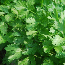 Dark green Italian parsley