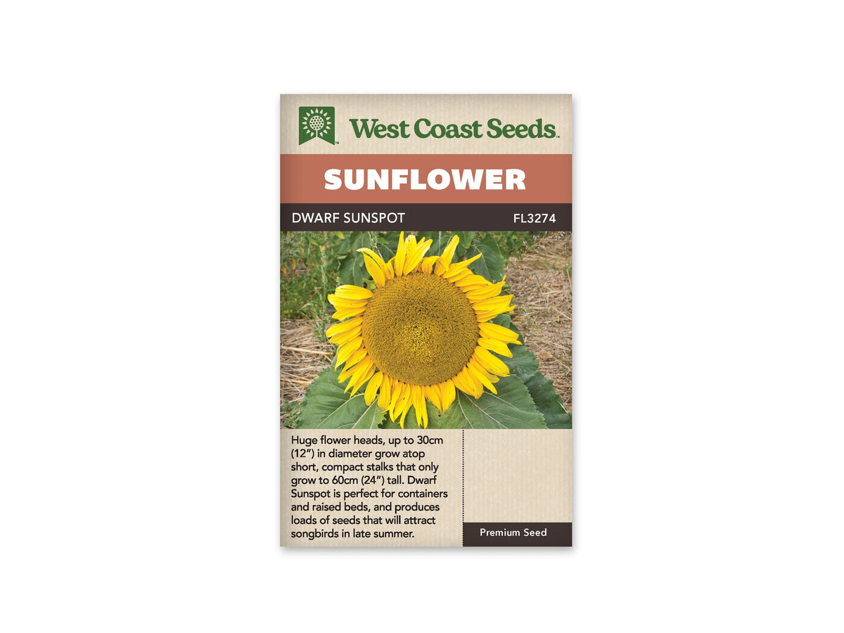 Sachet beige de semences Dwarf Sunspot avec bandeau terre cuite et nom sur fond brun. Une énorme fleur jaune remplit presque toute la photographie. Son large disque doré est entouré d'une rangée de pétales allongés. De grandes feuilles vertes se trouvent juste au-dessous, tandis qu'un paillis clair et de la végétation apparaissent derrière la fleur.
