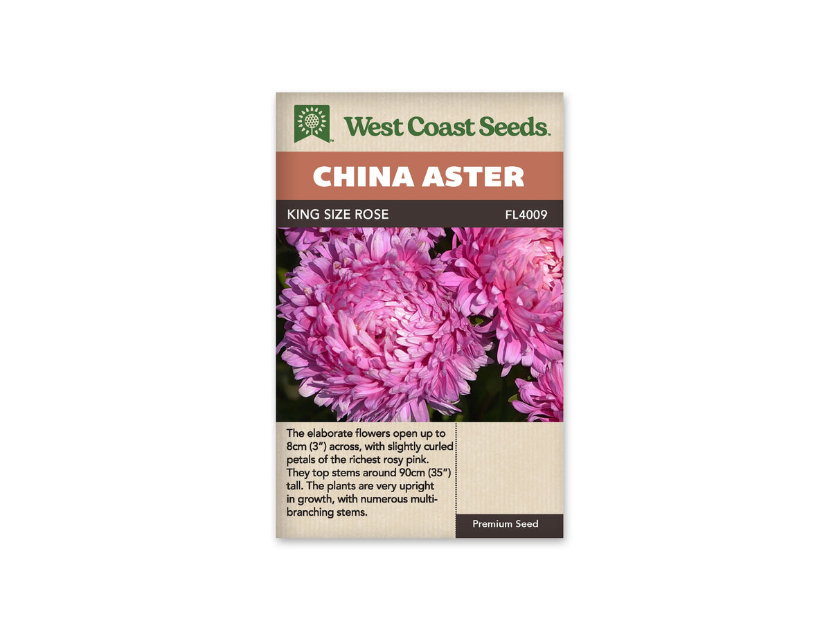 Sachet King Size Rose de West Coast Seeds sur fond blanc. La photo montre plusieurs fleurs rose soutenu aux nombreux pétales courbés. Une tête au premier plan reste partiellement fermée, tandis que des feuilles vertes apparaissent derrière. Le bandeau orangé indique China Aster; King Size Rose et la référence FL4009 figurent dans la bande brune.