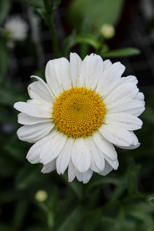 Macro réaliste montrant la texture du cœur jaune et les pétales légèrement irréguliers de la marguerite 'Sweet Daisy Jane'