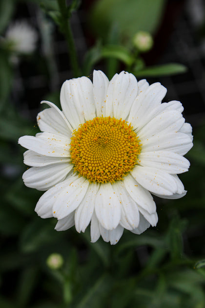 Macro réaliste montrant la texture du cœur jaune et les pétales légèrement irréguliers de la marguerite 'Sweet Daisy Jane'