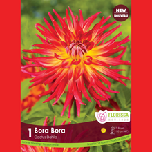 Dahlia cactus ‘Bora Bora’ ( Dahlia ) : un dahlia rouge et jaune aux longs pétales étroits. Le visuel Florissa présente la plante et son nom dans la partie inférieure de l’étiquette. La photographie occupe presque toute la surface, tandis que le bandeau du bas rassemble les indications du produit. Cette vue permet de reconnaître son apparence et de distinguer la variété présentée.