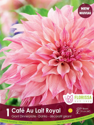 Dahlia ‘Café au Lait Royal’ ( Dahlia ) : un grand dahlia rose pâle strié de rose vif, aux pétales couverts de gouttelettes. Le visuel Florissa présente la plante et son nom dans la partie inférieure de l’étiquette. La photographie occupe presque toute la surface, tandis que le bandeau du bas rassemble les indications du produit. Cette vue permet de reconnaître son apparence et de distinguer la variété présentée.