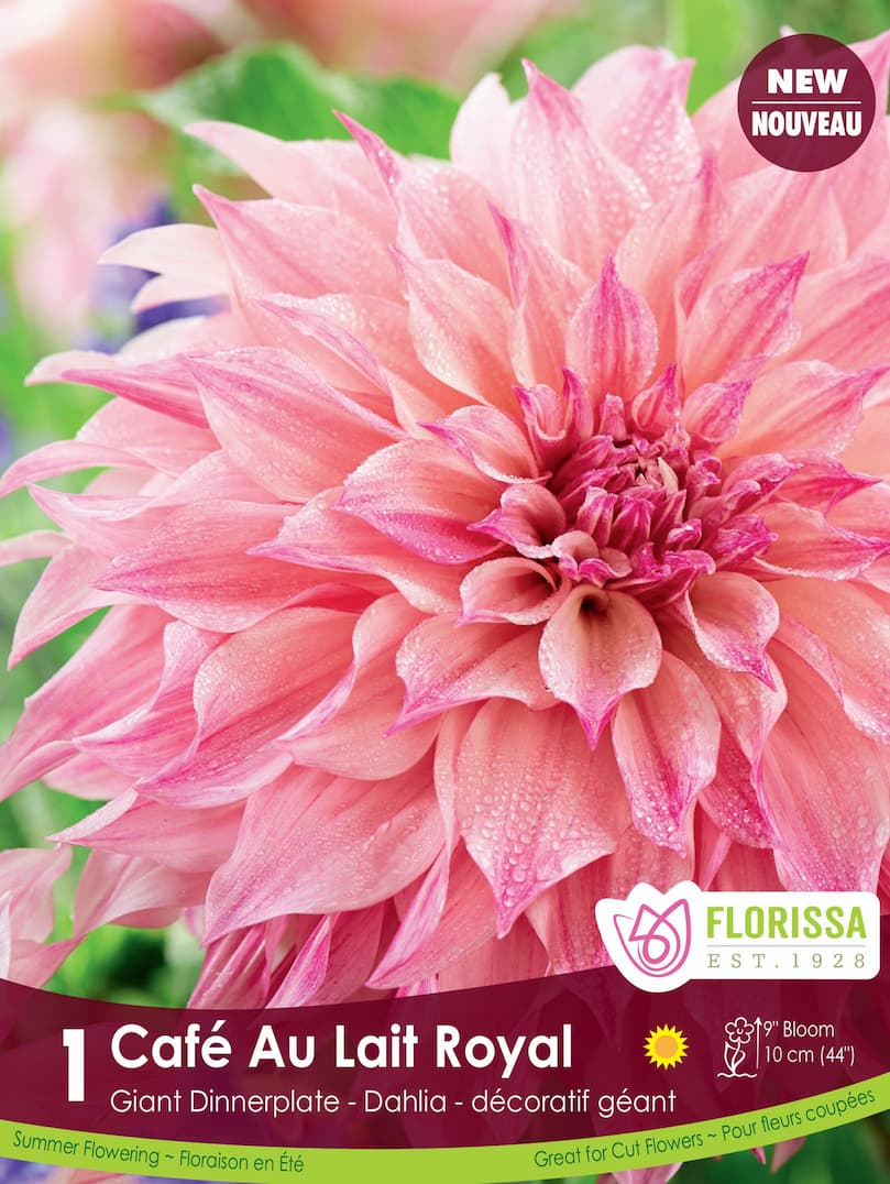Dahlia ‘Café au Lait Royal’ ( Dahlia ) : un grand dahlia rose pâle strié de rose vif, aux pétales couverts de gouttelettes. Le visuel Florissa présente la plante et son nom dans la partie inférieure de l’étiquette. La photographie occupe presque toute la surface, tandis que le bandeau du bas rassemble les indications du produit. Cette vue permet de reconnaître son apparence et de distinguer la variété présentée.