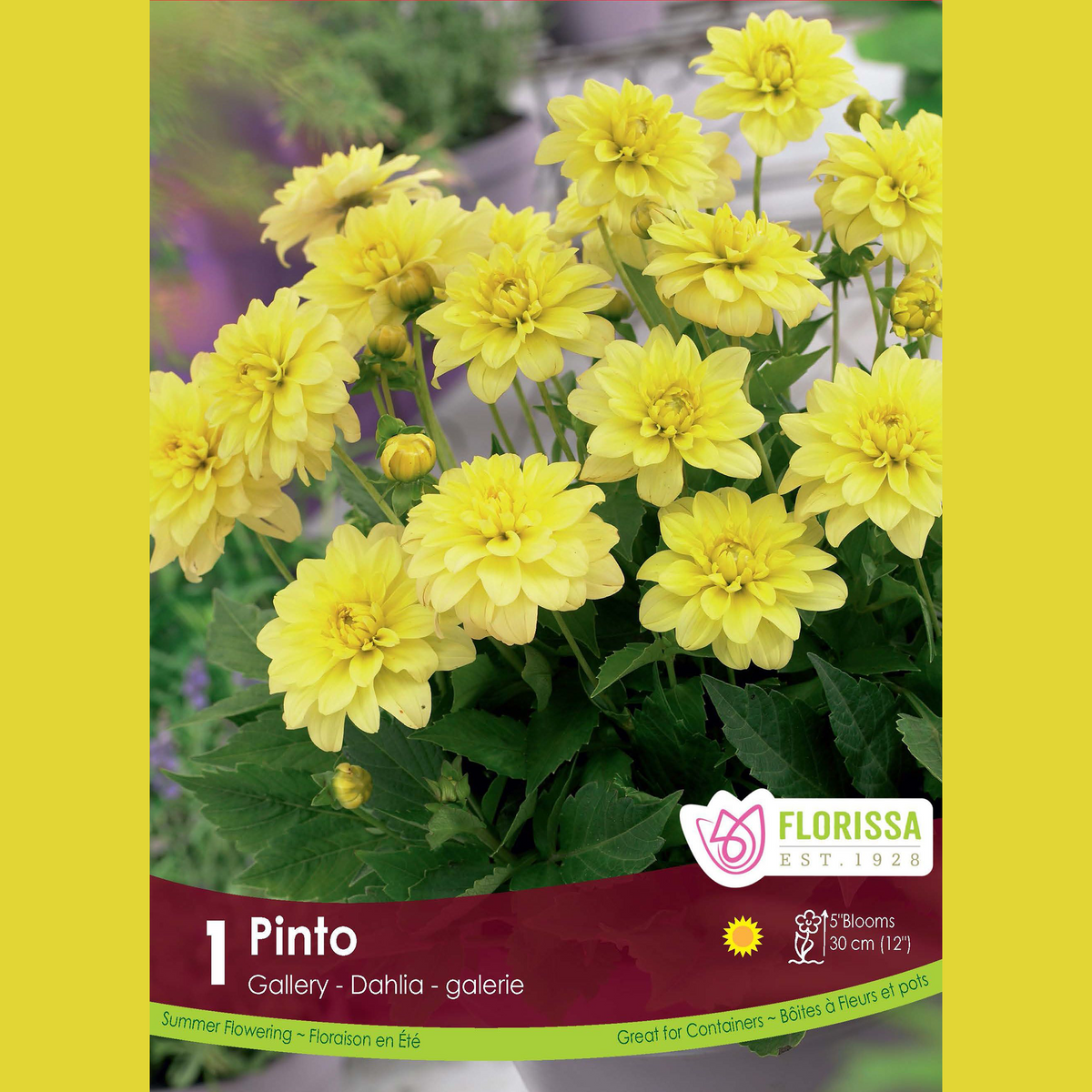 Dahlia Gallery ‘Pinto’ ( Dahlia ‘Gallery Pinto’) : des dahlias jaunes sur une plante compacte et feuillée. Le visuel Florissa présente la plante et son nom dans la partie inférieure de l’étiquette. La photographie occupe presque toute la surface, tandis que le bandeau du bas rassemble les indications du produit. Cette vue permet de reconnaître son apparence et de distinguer la variété présentée.