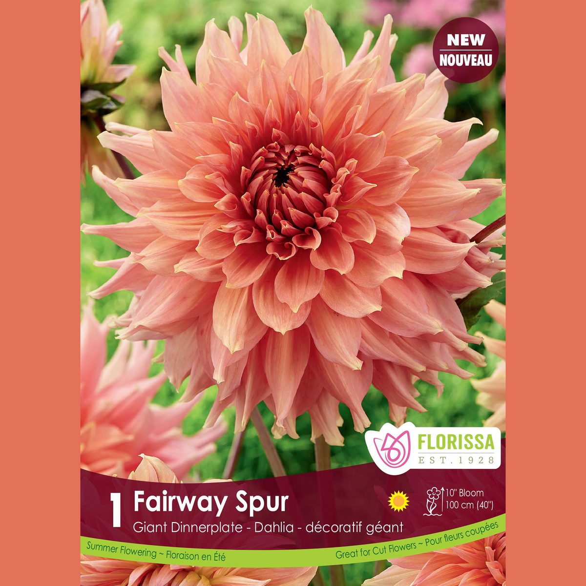 Dahlia géant ‘Fairway Spur’ ( Dahlia ) : un grand dahlia pêche aux pétales pointus. Le visuel Florissa présente la plante et son nom dans la partie inférieure de l’étiquette. La photographie occupe presque toute la surface, tandis que le bandeau du bas rassemble les indications du produit. Cette vue permet de reconnaître son apparence et de distinguer la variété présentée.