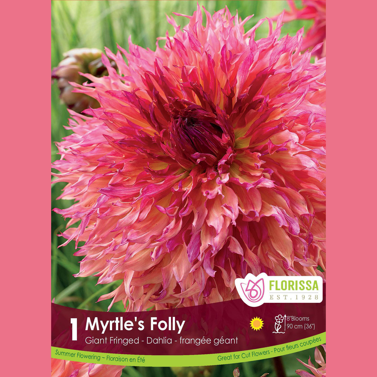 Dahlia géant ‘Myrtle’s Folly’ ( Dahlia ) : un dahlia rose, orange et jaune aux nombreux pétales fins. Le visuel Florissa présente la plante et son nom dans la partie inférieure de l’étiquette. La photographie occupe presque toute la surface, tandis que le bandeau du bas rassemble les indications du produit. Cette vue permet de reconnaître son apparence et de distinguer la variété présentée.