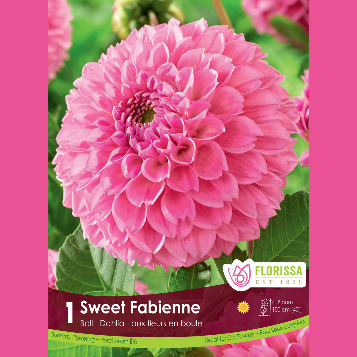Dahlia pompon ‘Sweet Fabienne’ ( Dahlia ) : un dahlia rose vif aux pétales nombreux et réguliers. Le visuel Florissa présente la plante et son nom dans la partie inférieure de l’étiquette. La photographie occupe presque toute la surface, tandis que le bandeau du bas rassemble les indications du produit. Cette vue permet de reconnaître son apparence et de distinguer la variété présentée.
