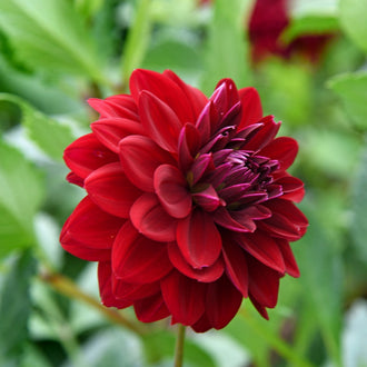 Dahlia ‘Arabian Night’ ( Dahlia ) : une fleur de dahlia rouge sombre à centre pourpre, sur un fond de feuillage vert. Cette photographie montre le sujet de près et permet d’en observer les formes, les couleurs et la disposition. Le cadrage attire l’attention sur les éléments visibles au premier plan. Cette vue complète la présentation du produit en donnant un aperçu de son apparence à cette étape, dans la scène photographiée.