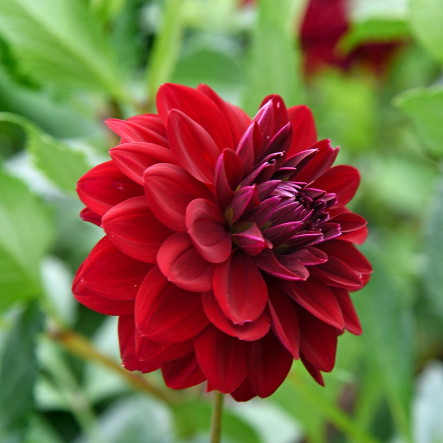 Dahlia ‘Arabian Night’ ( Dahlia ) : une fleur de dahlia rouge sombre à centre pourpre, sur un fond de feuillage vert. Cette photographie montre le sujet de près et permet d’en observer les formes, les couleurs et la disposition. Le cadrage attire l’attention sur les éléments visibles au premier plan. Cette vue complète la présentation du produit en donnant un aperçu de son apparence à cette étape, dans la scène photographiée.