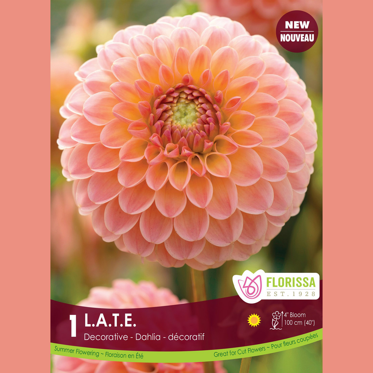 Dahlia décoratif ‘L.A.T.E.’ ( Dahlia ) : un dahlia arrondi orange abricot. Le visuel Florissa présente la plante et son nom dans la partie inférieure de l’étiquette. La photographie occupe presque toute la surface, tandis que le bandeau du bas rassemble les indications du produit. Cette vue permet de reconnaître son apparence et de distinguer la variété présentée.