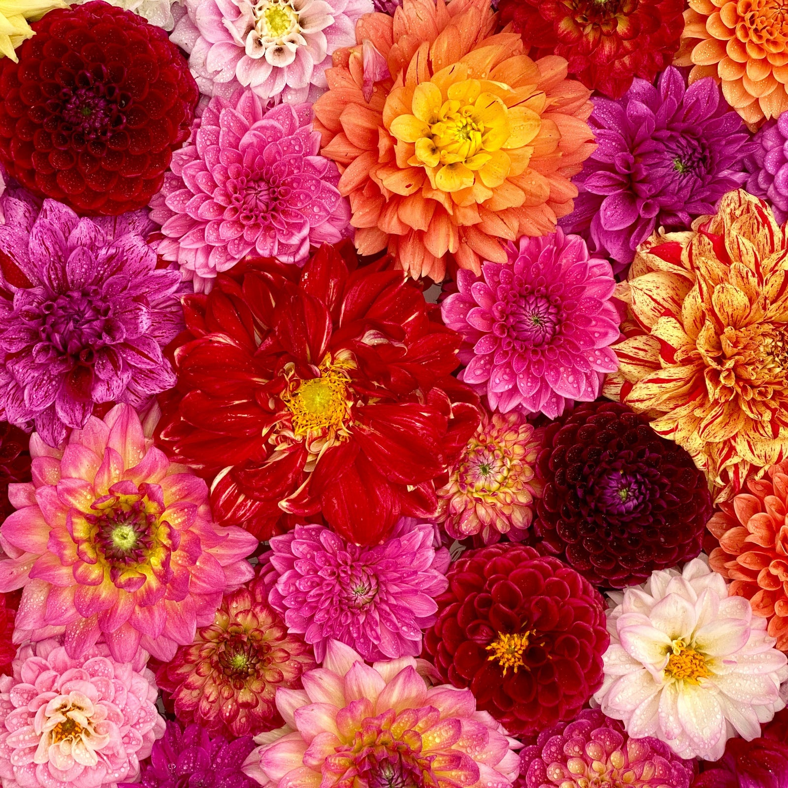 Dahlia Hybrides Nains 'Unwins'