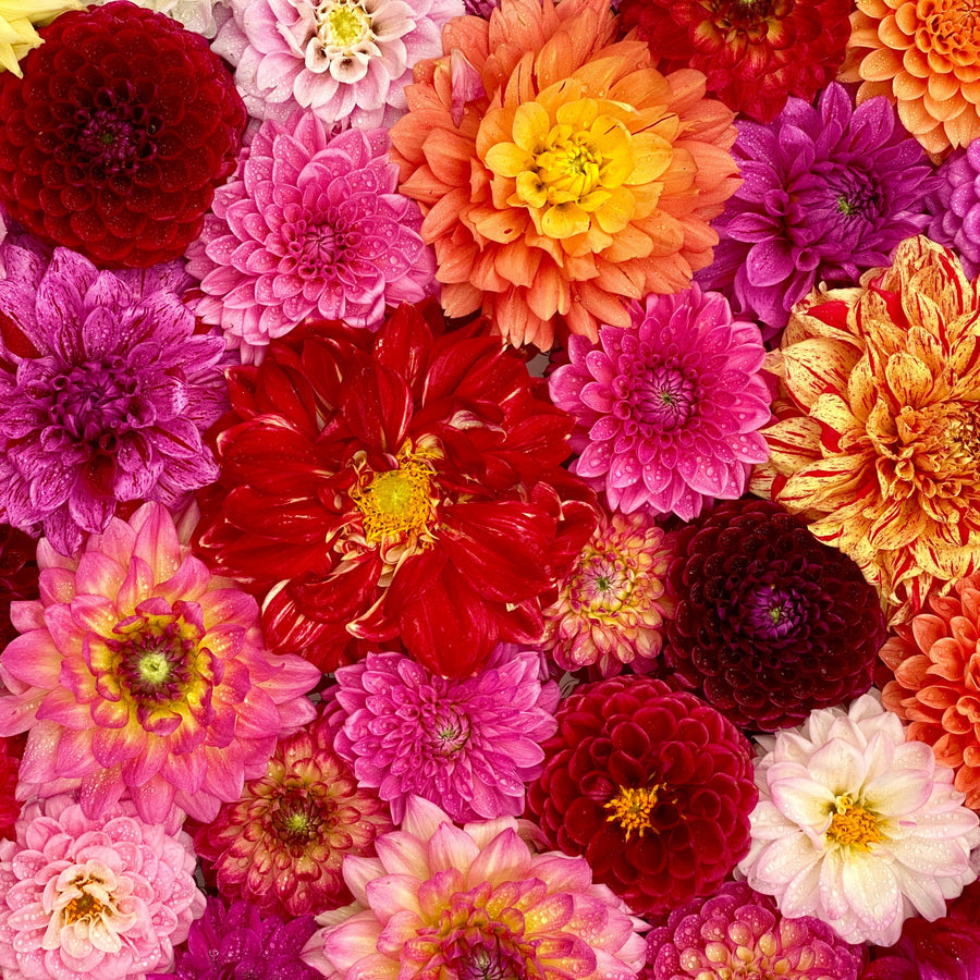 Dahlia 'Unwins' Dwarf Hybrid