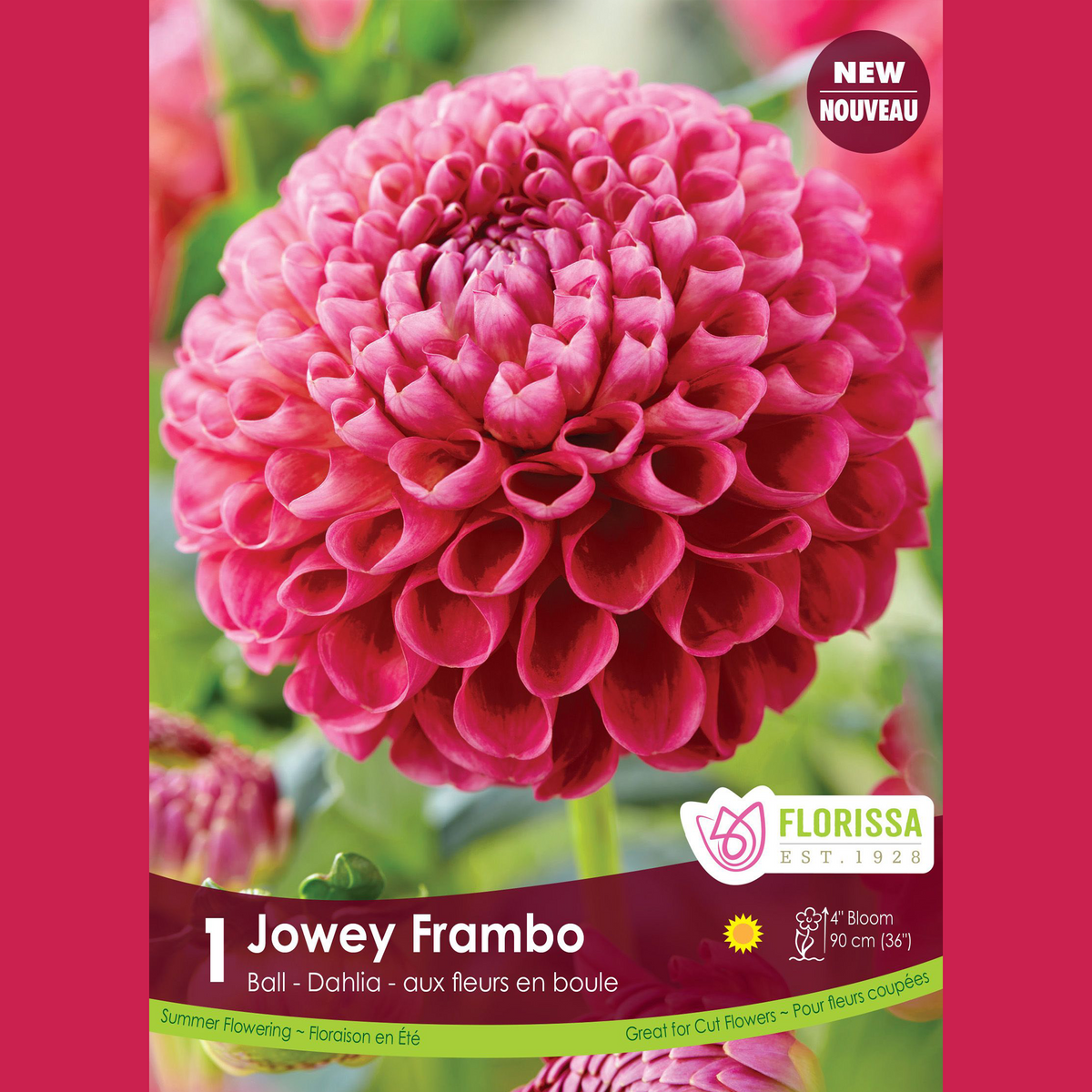 Dahlia pompon ‘Jowey Frambo’ ( Dahlia ) : un dahlia en boule rose framboise. Le visuel Florissa présente la plante et son nom dans la partie inférieure de l’étiquette. La photographie occupe presque toute la surface, tandis que le bandeau du bas rassemble les indications du produit. Cette vue permet de reconnaître son apparence et de distinguer la variété présentée.