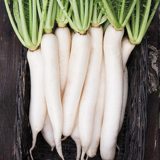 Radis Daikon. Longs radis blancs alignés avec leurs fanes. Le cadrage permet de voir les formes, les couleurs et les détails du sujet représenté. Les contours se détachent du fond de l’image, avec des différences de teinte et de texture visibles sur les surfaces. Cette vue accompagne la présentation du produit dans la boutique.