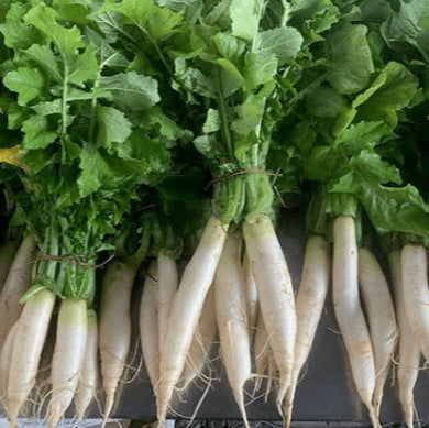White daikon radish organic