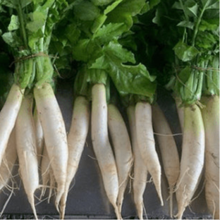 Radis 'Miyashige Daikon' bio