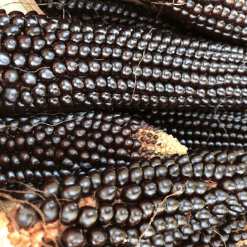 Maïs à éclater 'Dakota Black Popcorn' bio