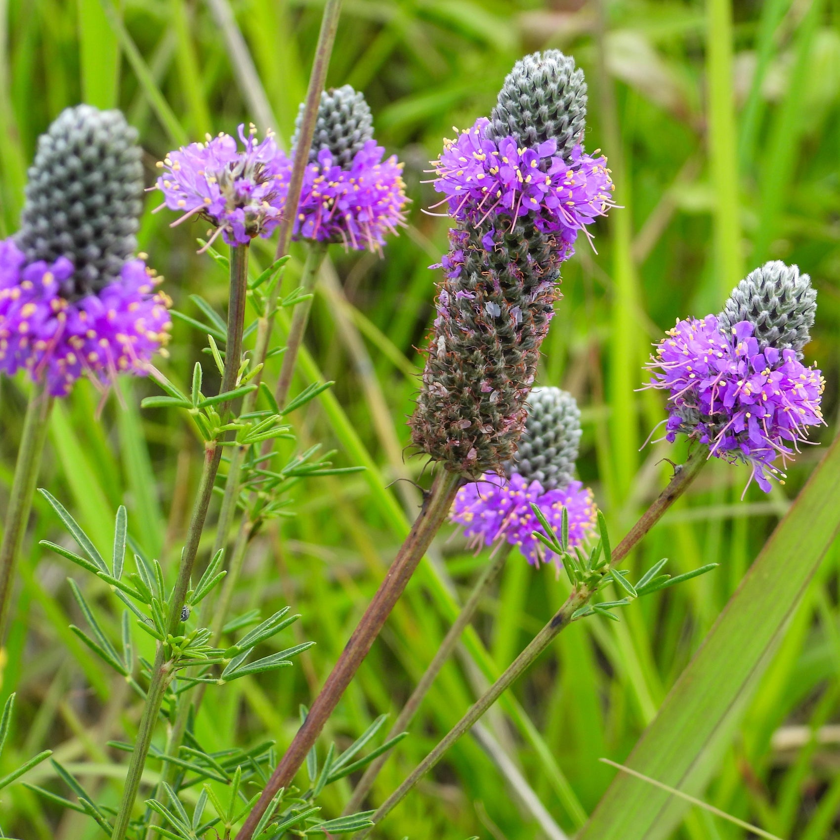 Image officielle de Dalée Violette, Dalea purpurea, associée au petit sachet de semences Northern.