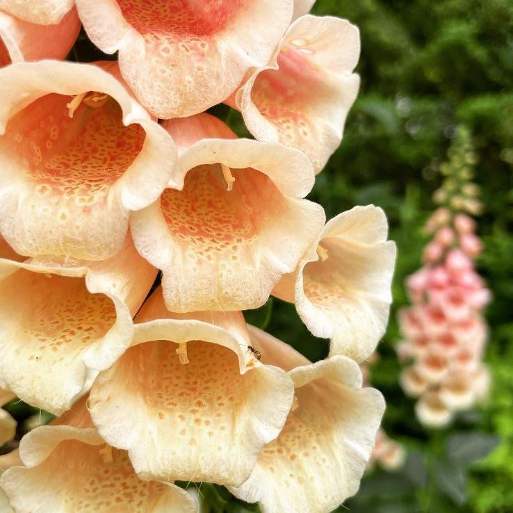Digitale 'Dalmatian Peach Pelleted' F1 bio