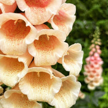 Digitale 'Dalmatian Peach Pelleted' F1 bio