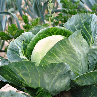 Une pomme de chou vert pâle apparaît au milieu de larges feuilles bleu-vert. Les limbes extérieurs sont ondulés et parcourus de nervures jaunes ou claires. Des reflets mettent en évidence la partie bombée du centre. La scène comprend d’autres tiges et un fond végétal flou, avec quelques portions de terre visibles près de la base du plant.