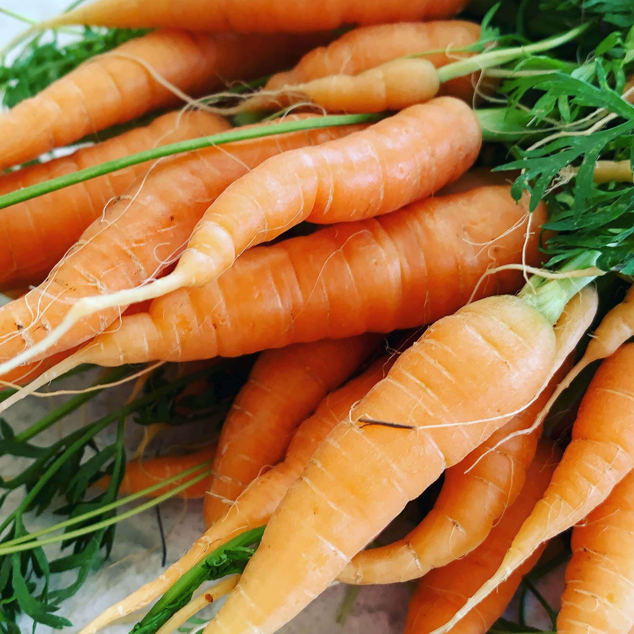 Carrot Danvers Half Long