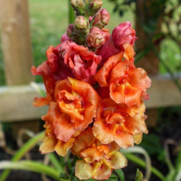 Organic 'Dark Orange' Snapdragon Seeds by Gaia, product image prepared for Canadian gardeners.