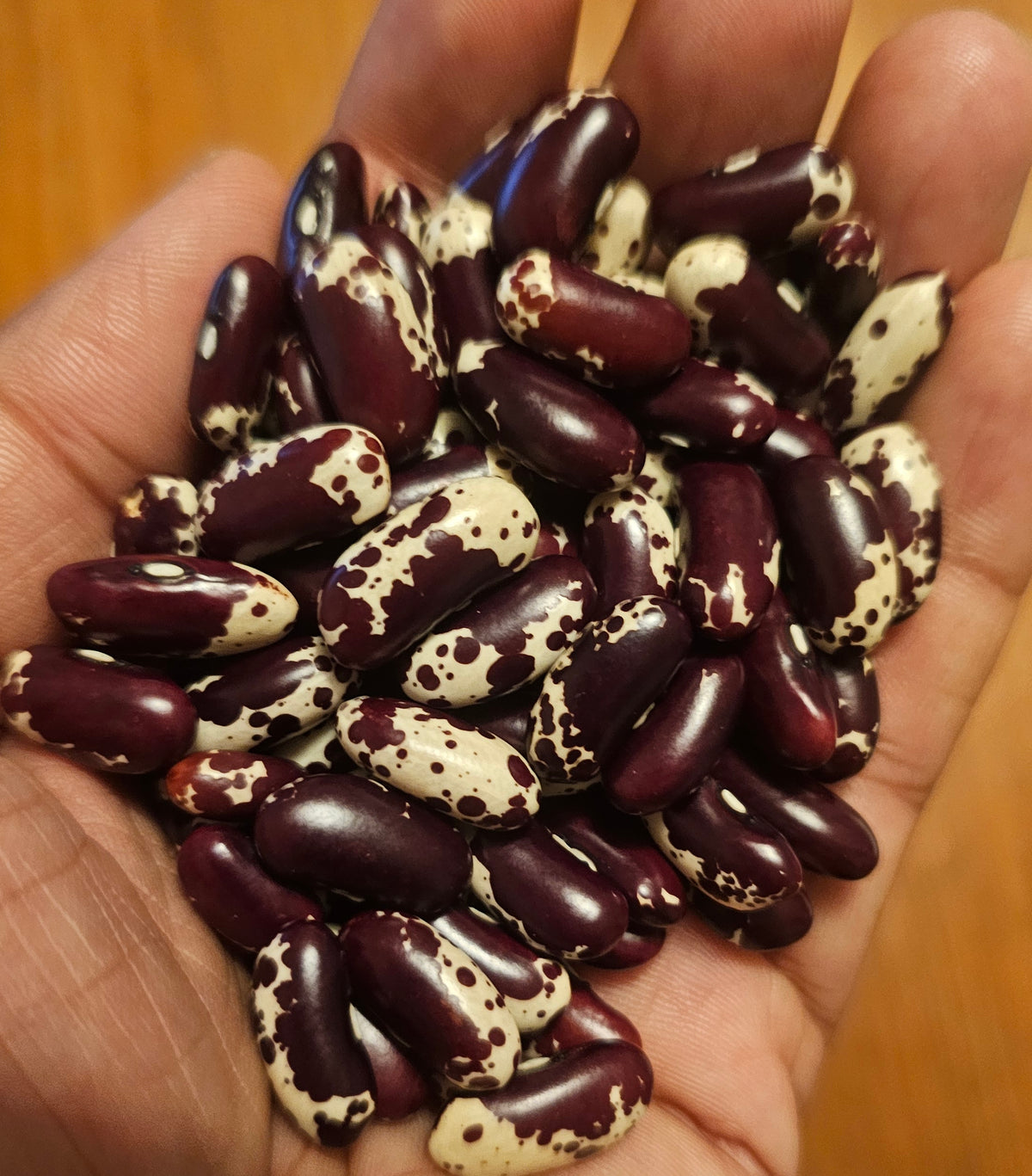 Dark Red ‘Jacob’s Cattle’ bean, certified organic seeds (<em>Phaseolus vulgaris</em>)
