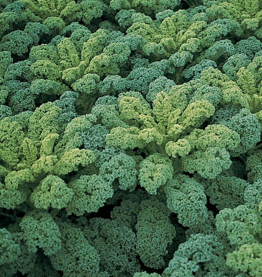 De nombreux choux aux feuilles très frisées forment un couvert serré. Le feuillage présente des tons bleu-vert foncé, avec des centres plus clairs sur plusieurs plants. Les petites ondulations couvrent presque toute la surface des feuilles et donnent une texture dense. Quelques tiges sont visibles entre les limbes, mais le sol est presque entièrement masqué par la végétation.