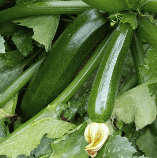 Zucchini vert foncé bio