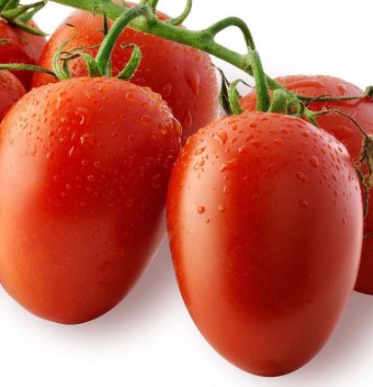 Tomate Datterino – Gaia Organic Seeds