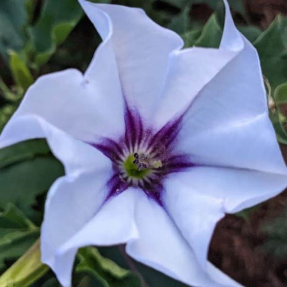 Datura 'Jimson Weed' organic