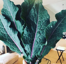Chou frisé 'Dazzling Blue Kale' bio