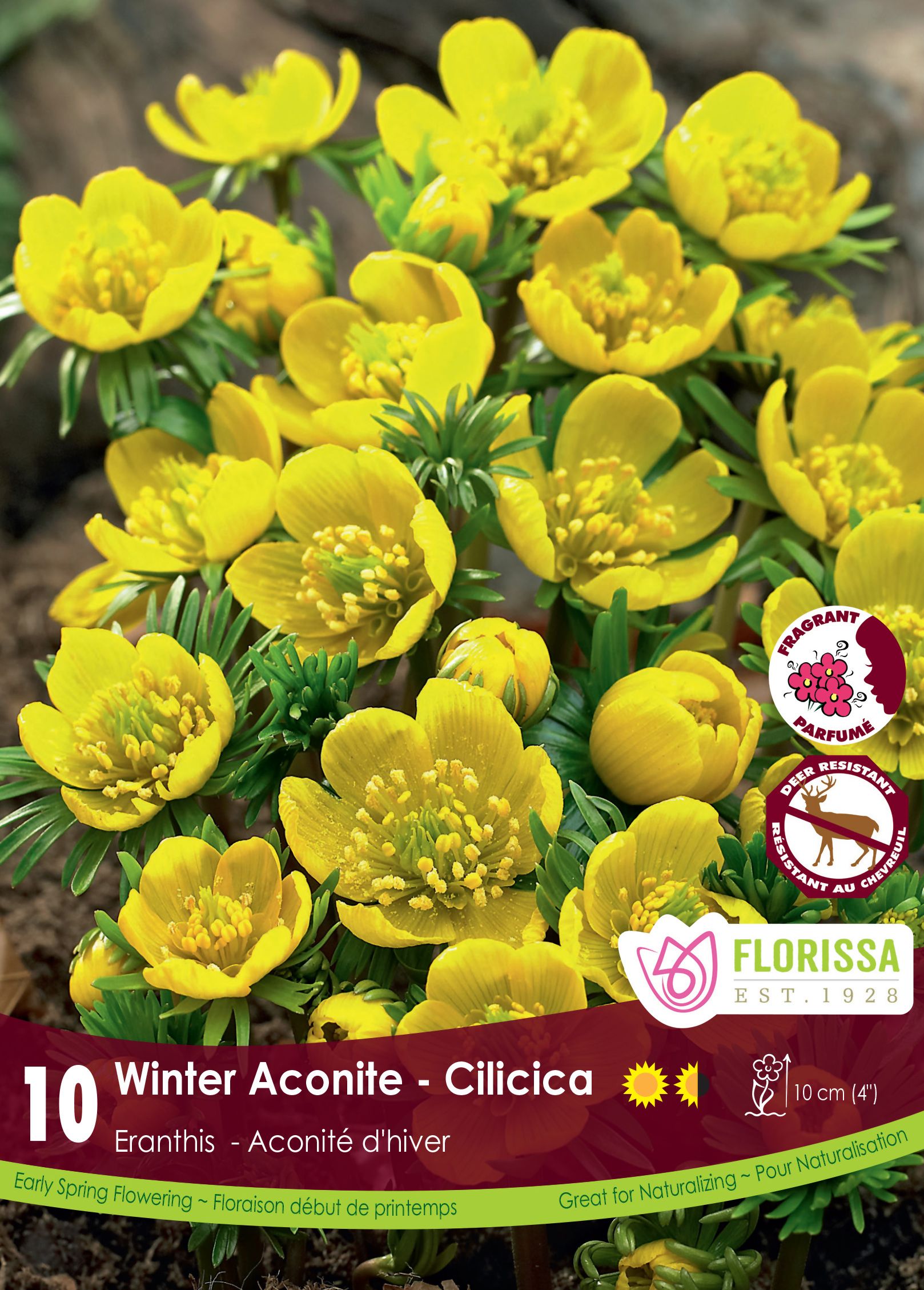 Eranthis Cilicica