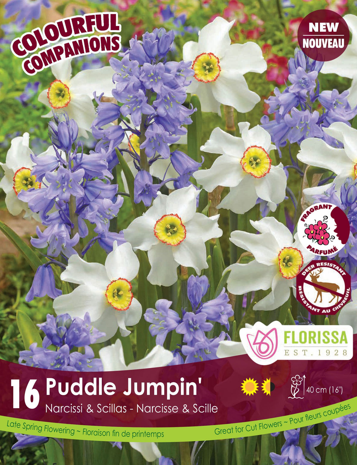 Harmonie florale Puddle Jumpin' ( Narcissus spp. et Scilla spp.) : des narcisses blancs à centre jaune parmi des fleurs bleu lilas. Le visuel Florissa présente la plante et son nom dans la partie inférieure de l’étiquette. La photographie occupe presque toute la surface, tandis que le bandeau du bas rassemble les indications du produit. Cette vue permet de reconnaître son apparence et de distinguer la variété présentée.