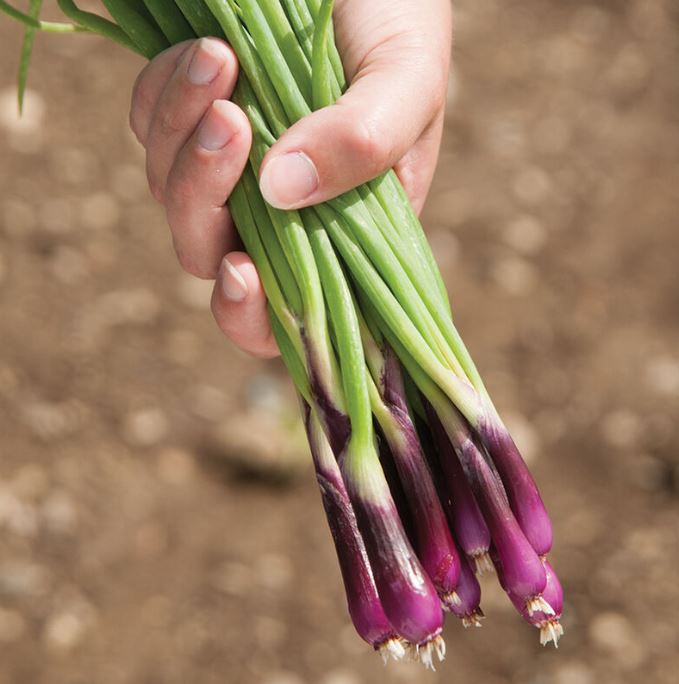 Échalote pourpre bio (<em>Allium fistulosum</em>)