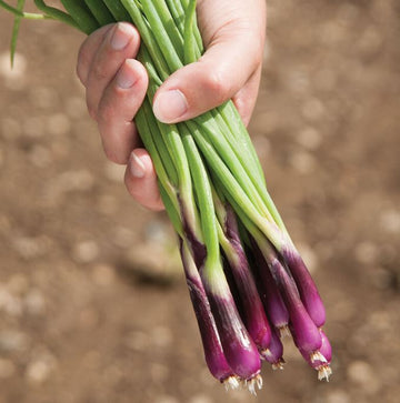Échalote pourpre bio