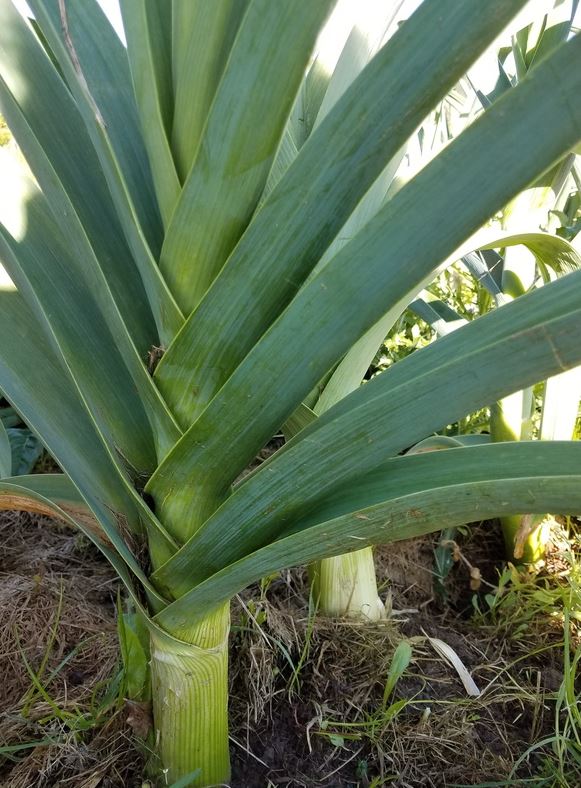 ‘Delft’ winter leek, certified organic seeds (<em>Allium porrum</em>)