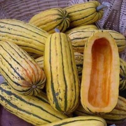 Courge 'Zeppelin Delicata' bio