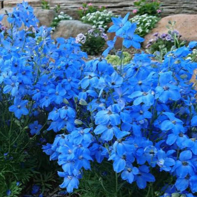 Photo de Delphinium Cheer Blue F1. Recouvert de magnifiques fleurs bleues, ce delphinium est idéal pour créer de superbes bordures en aménagement paysager. La couleur caractéristique est : bleu. Le visuel permet d'observer les contours, les teintes et la disposition des éléments présentés. Les détails de forme et les contrastes donnent un aperçu de l'apparence de cette plante ou de sa récolte.