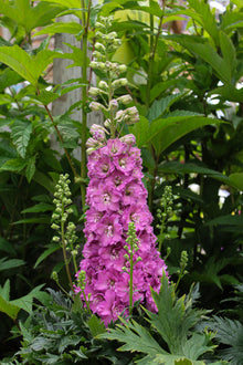 Delphinium 'Delgenius Chantay'