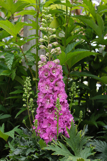 Delphinium 'Delgenius Chantay'